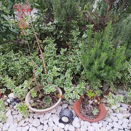 With A Parking Space Gradac, Makarska - 6881 Apartament Gradac (Split-Dalmatia)