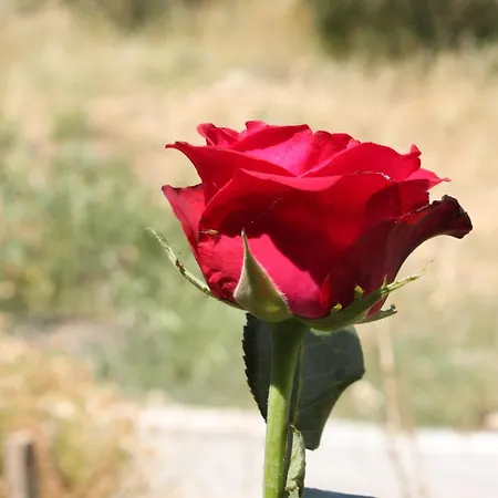 With A Parking Space Gradac, Makarska - 6881 Lejlighed *