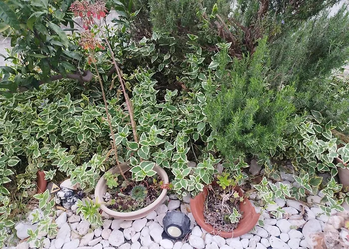 With A Parking Space Gradac, Makarska - 6881 Appartamento Gradac (Split-Dalmatia)